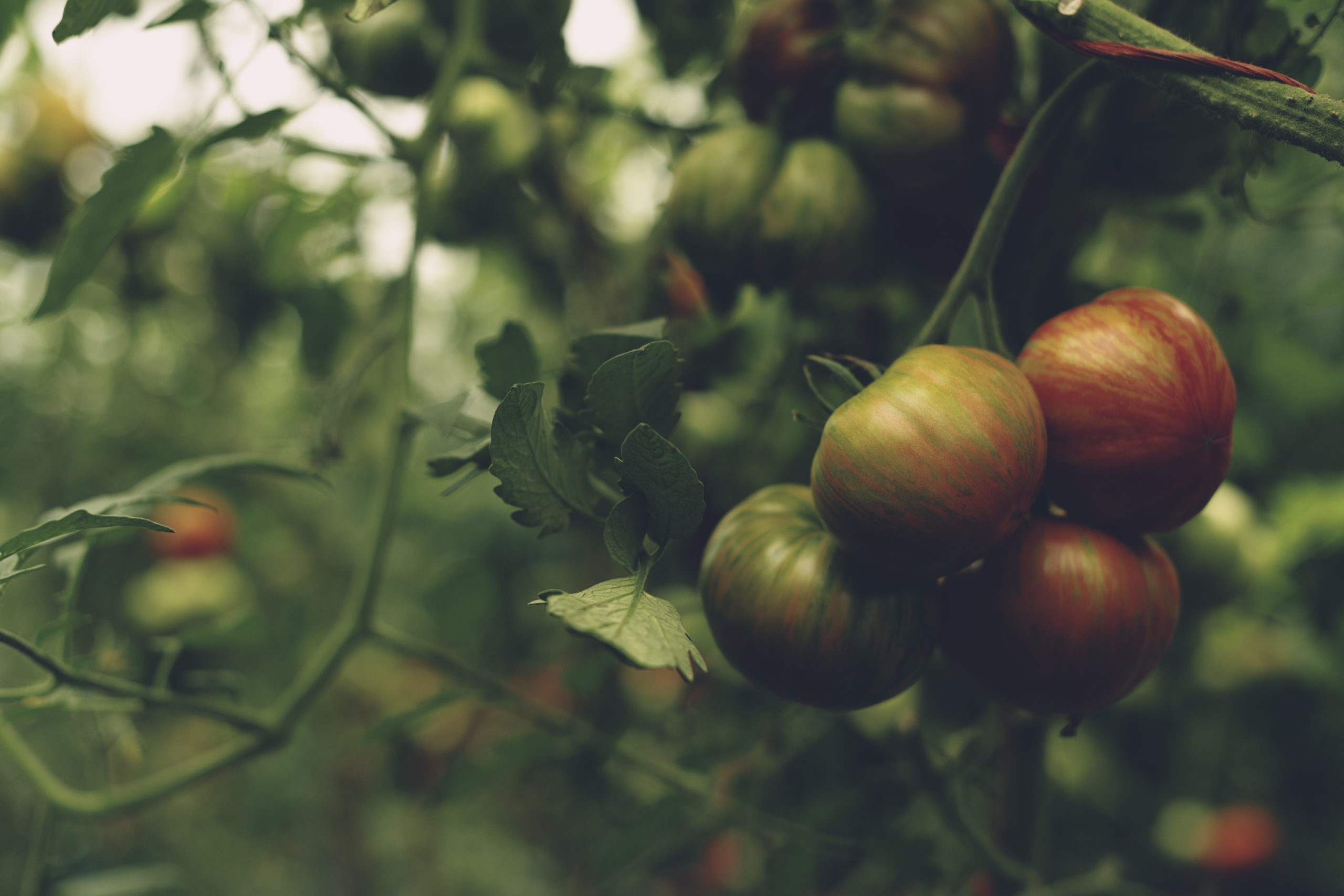 New Ground Farm photo 4