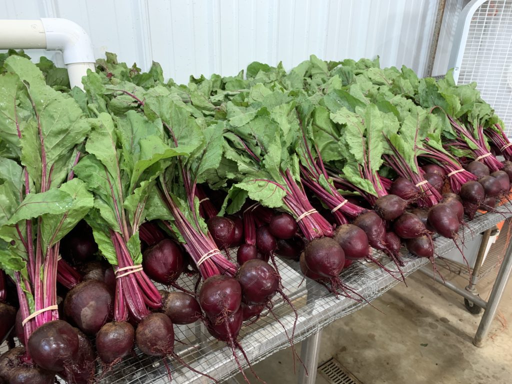 Bunches of red beets.